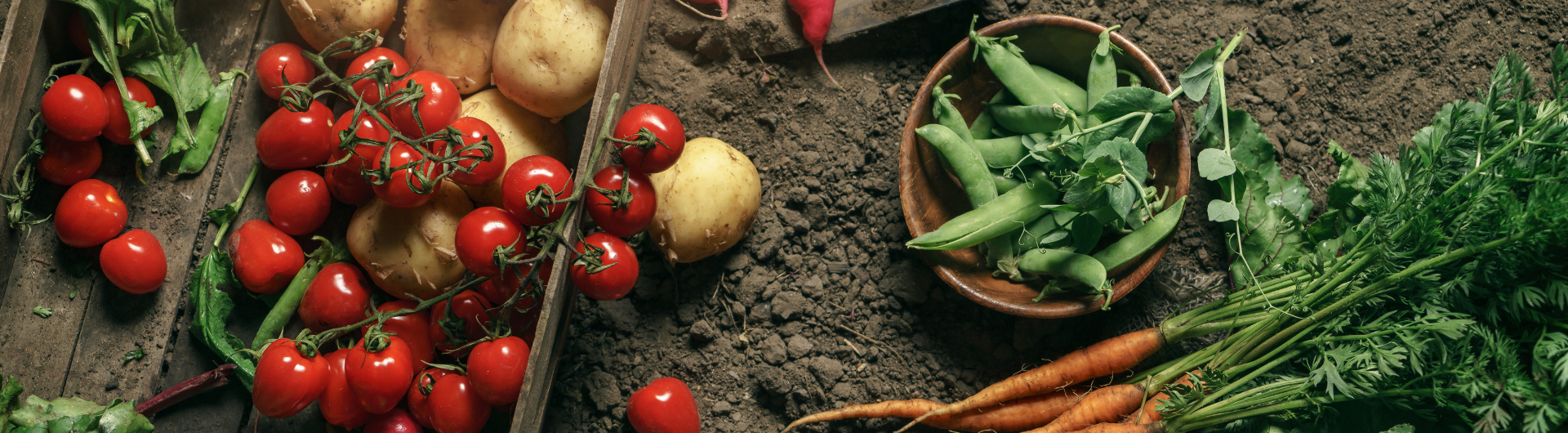 Webinar: Iniciando mi Huerta con Almácigos